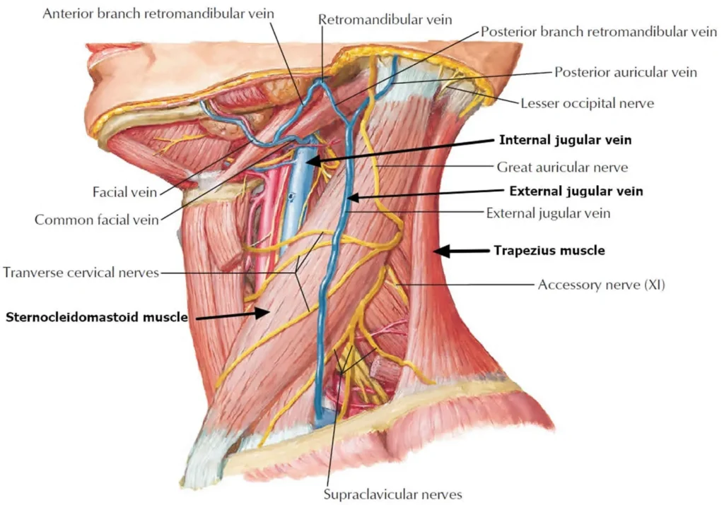 Neck Dissection